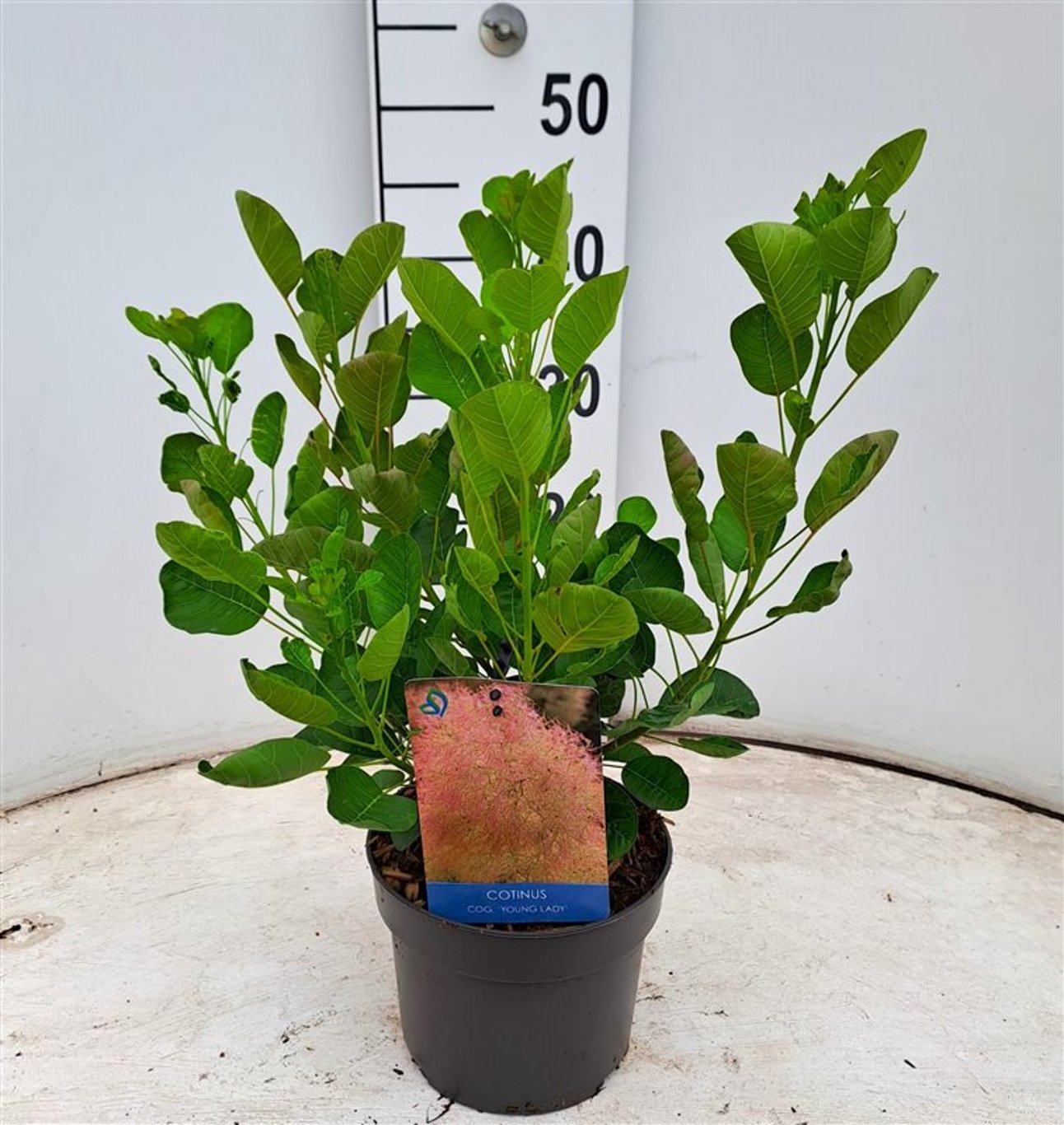 Cotinus cog. 'Young Lady' - C2 30-40 CM